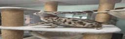 Bengal cats for sale: TICA REGISTERED BROWN ROSETTED BENGAL KITTENS  - Advert 11