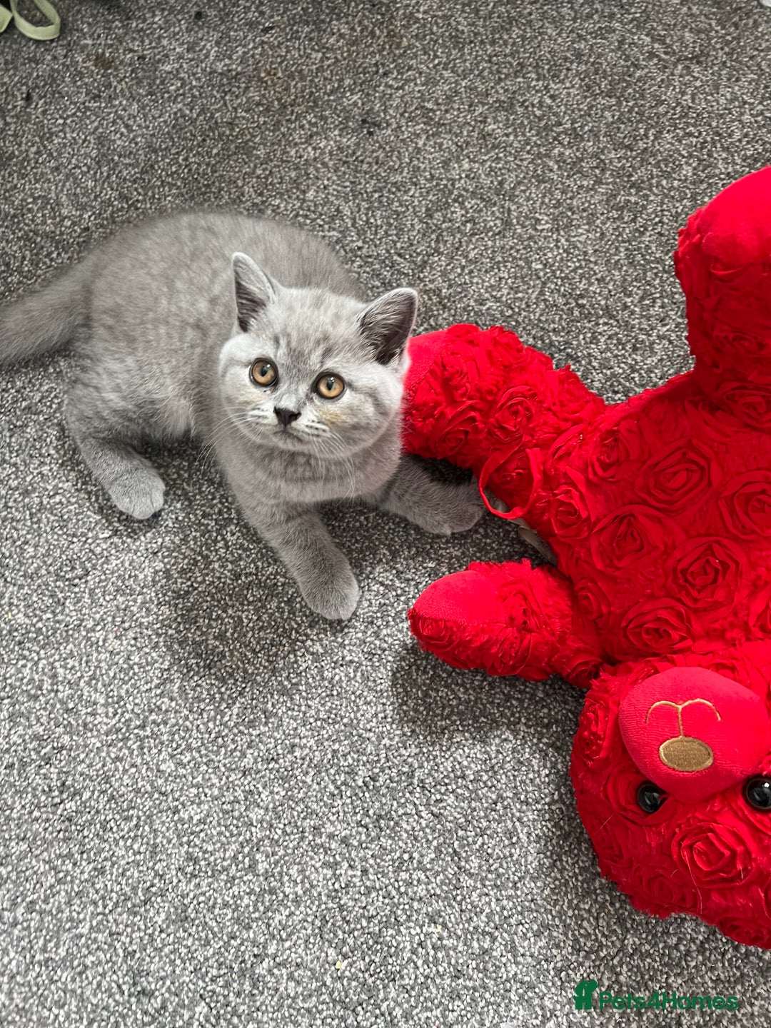 British Shorthair cats for sale: READY COLLECTION THIS WEEKEND! Bsh babies  - Image 27