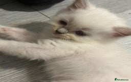 Ragdoll cats for sale: Ragdoll Kittens looking for loving new home - Image 13