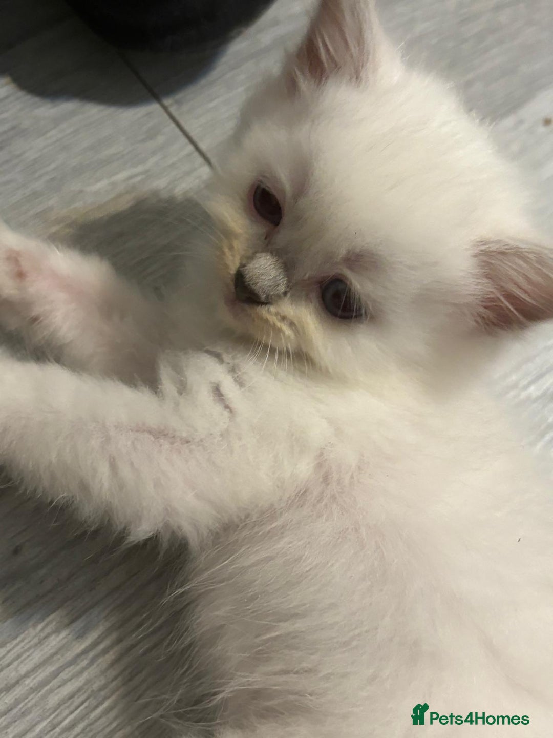 Ragdoll cats for sale: Ragdoll Kittens looking for loving new home - Image 13