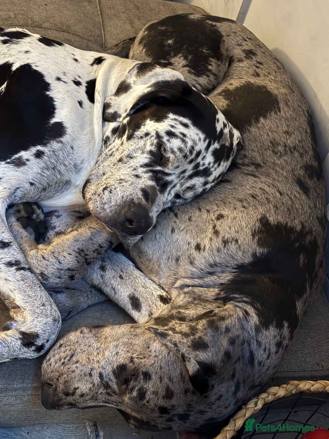 Great Dane dogs for stud: **Proven Stud** KC reg Harlequin Great Dane 2yrs - Advert 3