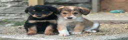Bordoodle dogs for sale: Bordoodle 2 is the only remaining pup - Advert 11