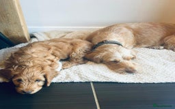 Cockapoo dogs for sale: Cockerpoo Pups by POLICE K9 Behaviourist  - Image 22