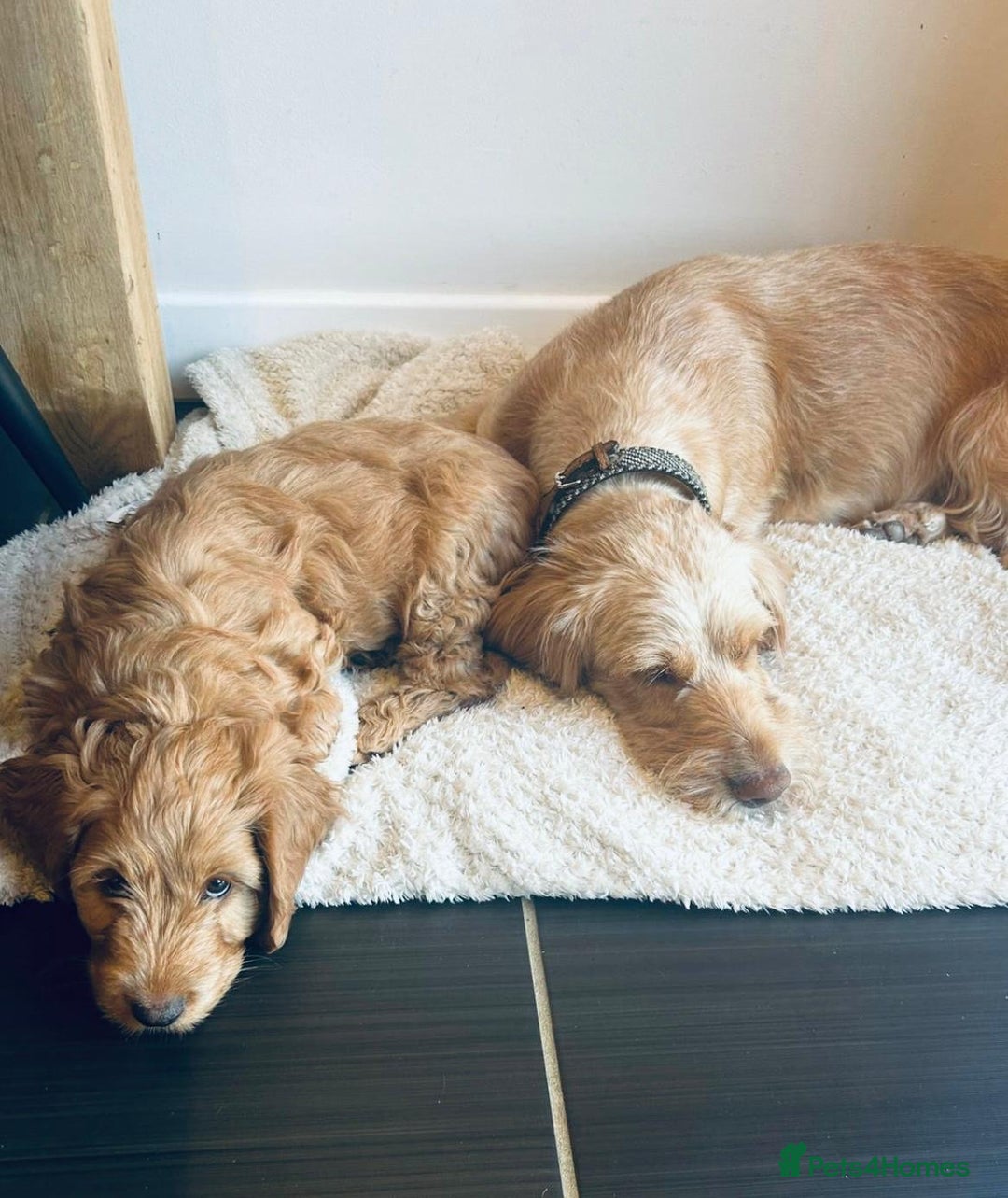 Cockapoo dogs for sale: Cockerpoo Pups by POLICE K9 Behaviourist  - Image 22