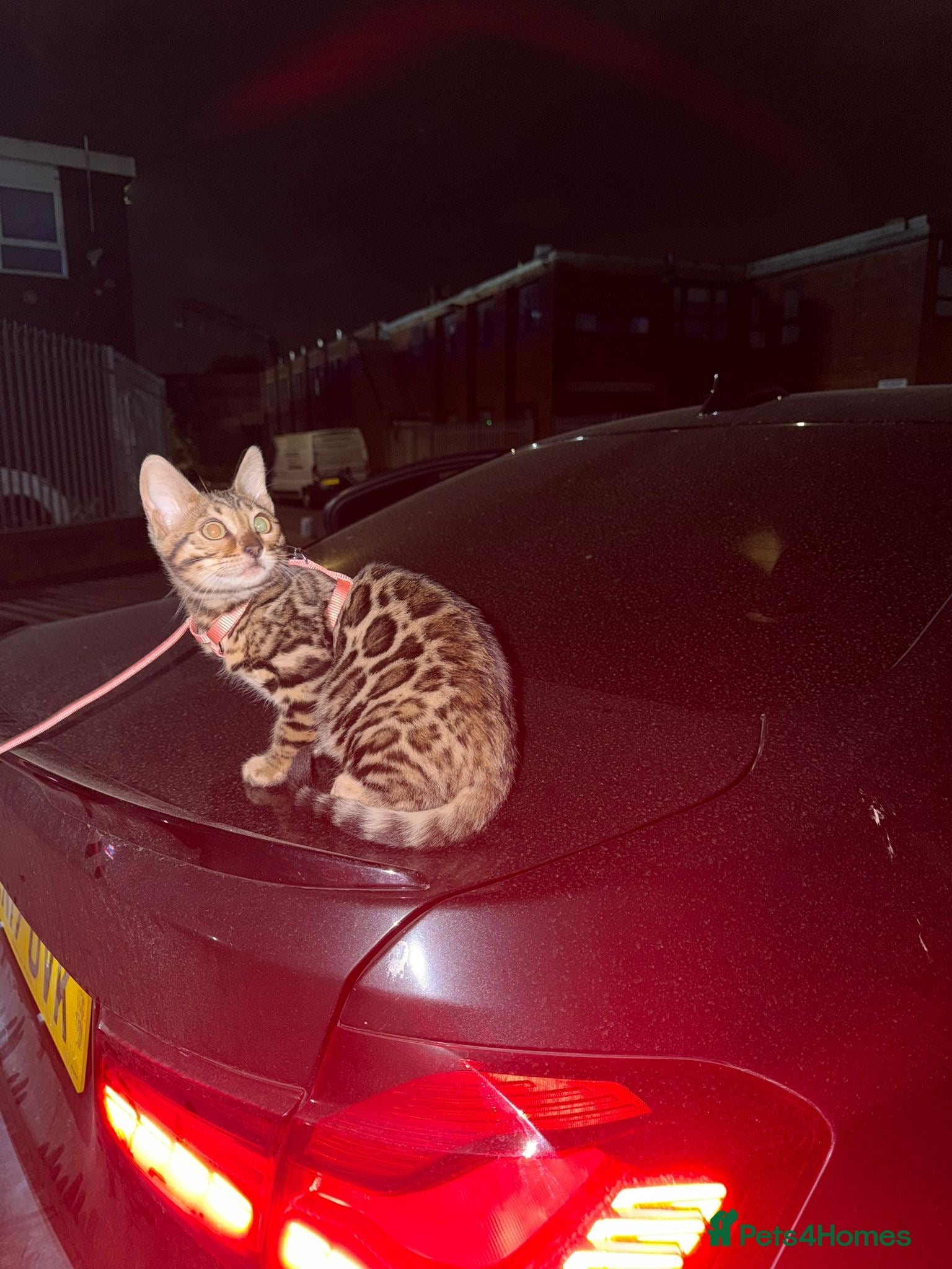 Bengal cats Rayna - Advert 1