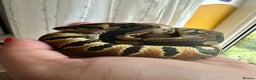 Python Snake reptiles for sale: Ball Python: young/baby  - Advert 5