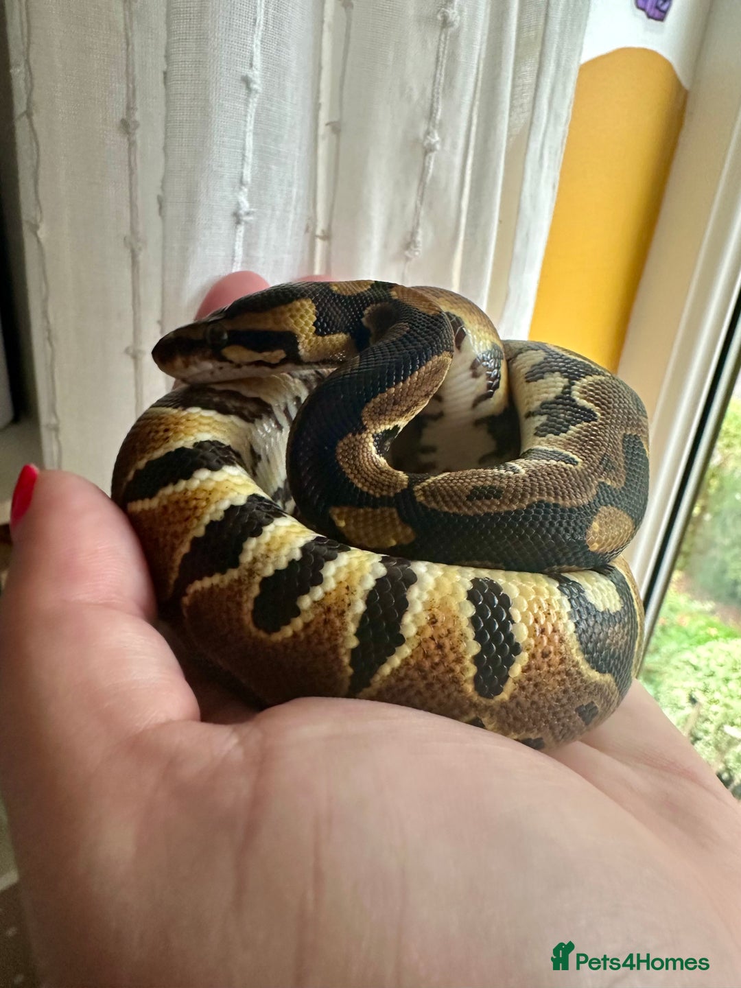 Python Snake reptiles for sale: Ball Python: young/baby  - Advert 5