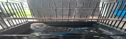 Budgerigars birds for sale: Baby budgies four sale 2026 baby’s  - Advert 4