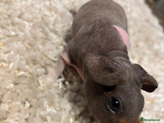 Guinea Pig rodents * RARE FULL BREED SKINNY PIG BABIES! - Advert 15