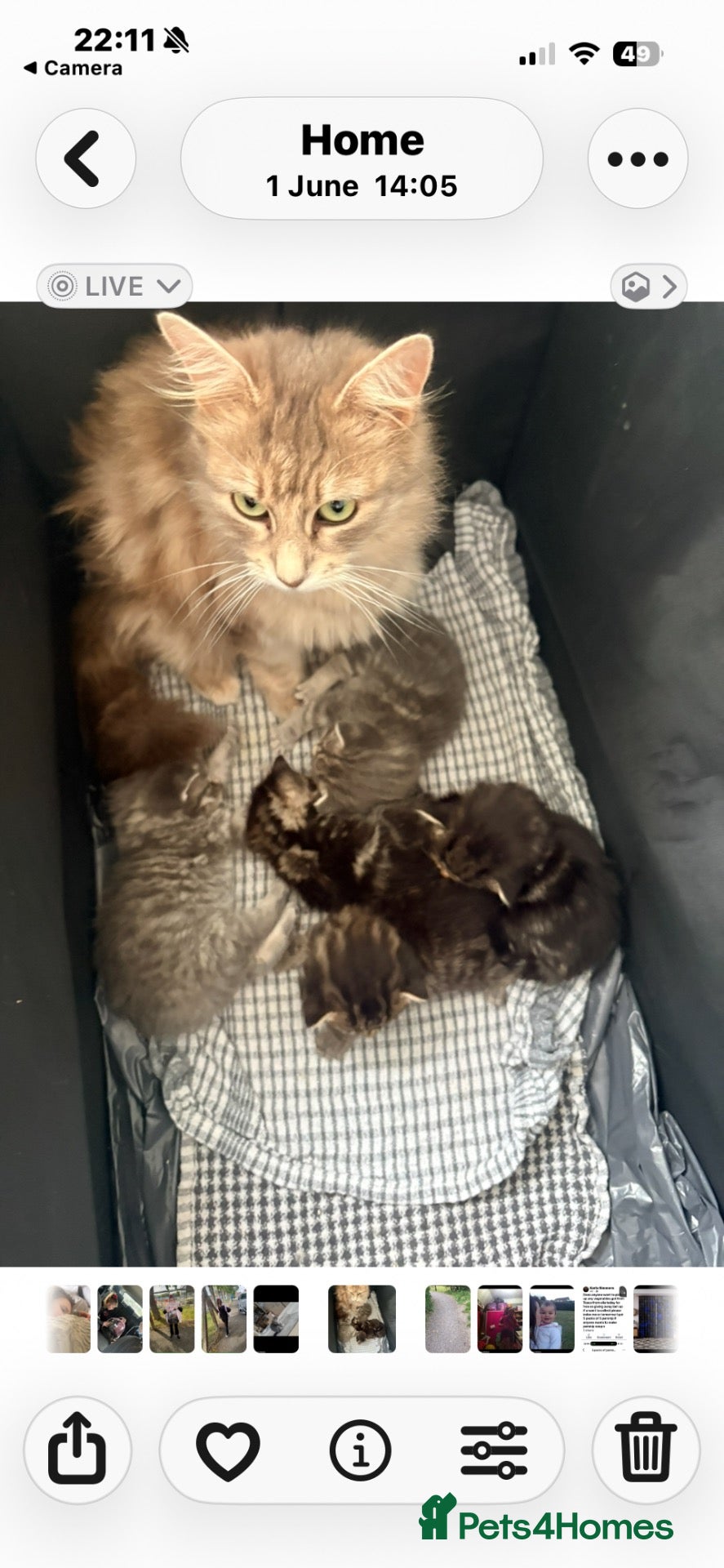 Mixed Breed cats for sale: Halloween babies - Advert 7