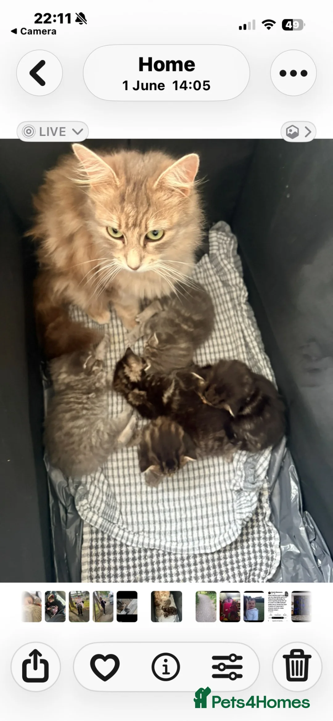 Mixed Breed cats for sale: Halloween babies - Advert 2