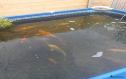 Koi Carp fish for sale: Koi carp  - Image 7