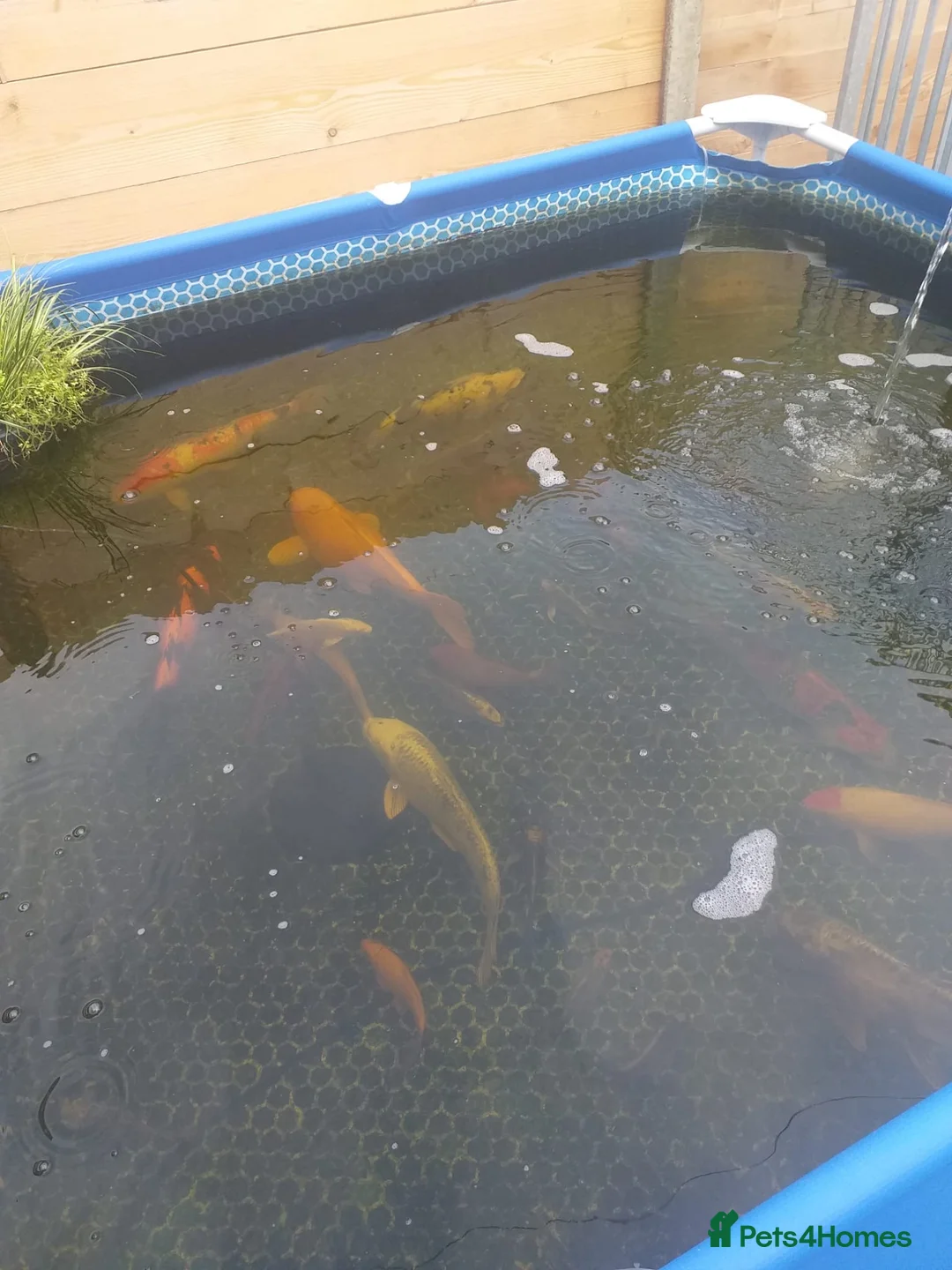 Koi Carp fish for sale: Koi carp  - Advert 7