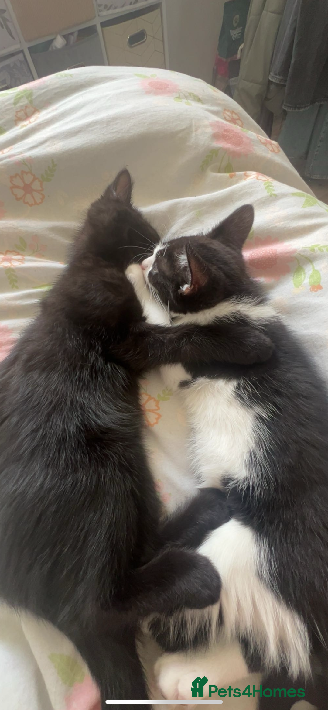 Mixed Breed cats for sale: Two 9 month old kittens - Advert 1