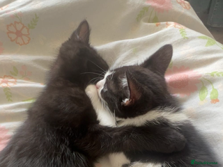 Mixed Breed cats Two 9 month old kittens - Advert 1