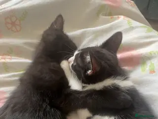 Mixed Breed cats Two 9 month old kittens - Advert 15