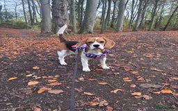 Beagle dogs for sale: Lexi  - Advert 8