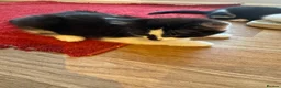 Mixed Breed cats for sale: For sale! in Maidstone - Advert 3