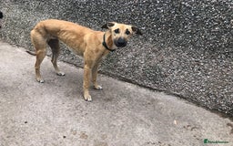 Lurcher dogs for sale: Sandy  - Image 3