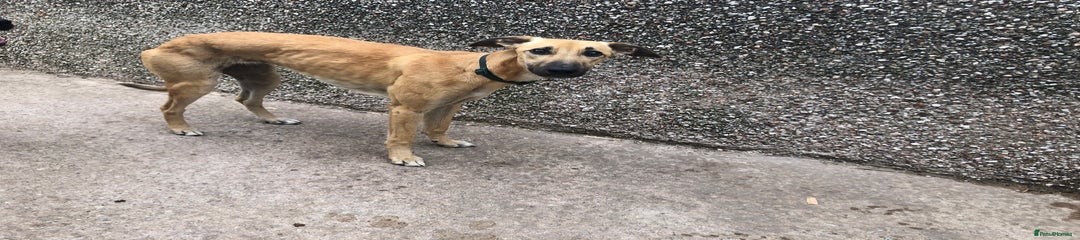Lurcher Puppy 1