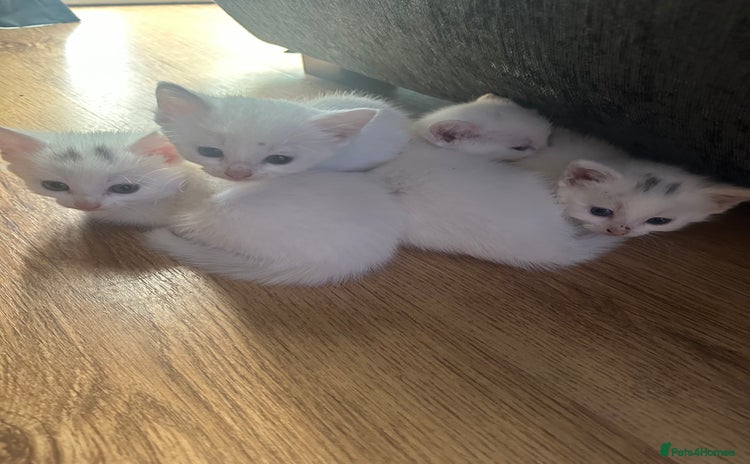 Domestic Shorthair cats - Advert 18