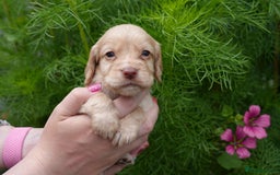 Cocker Spaniel dogs for sale: 4 male KC working cocker spaniel puppies - Image 19