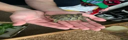Tortoise reptiles for sale: Spur thigh  in Clacton-on-Sea - Advert 1