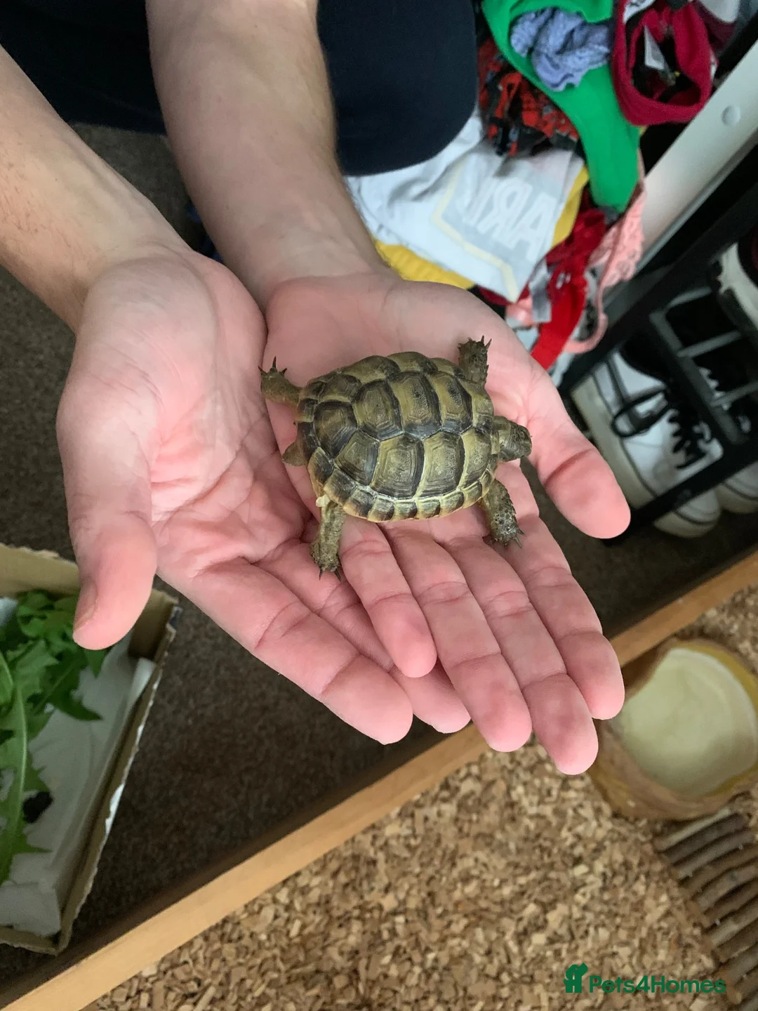 Tortoise reptiles for sale: Spur thigh  in Clacton-on-Sea - Advert 1