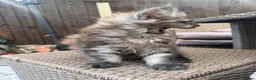 Maine Coon cats for sale: READY NOW⭐️ Tica Maincoon kittens  - Advert 7
