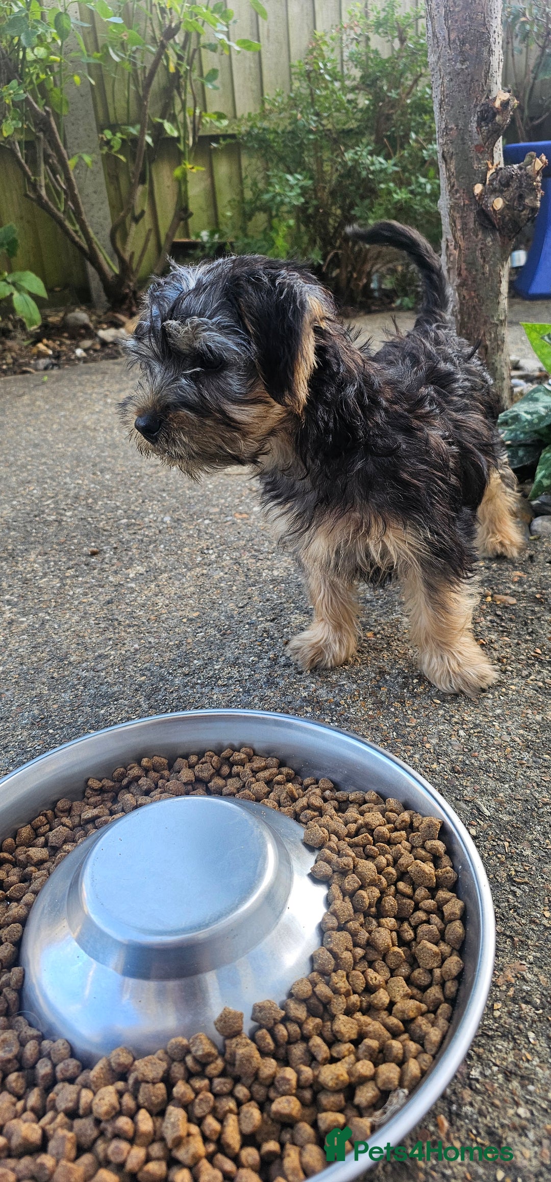 Yorkshire Terrier dogs for sale: 🐶 ONLY ONE LEFT! - Yorkshire Terrier Puppies - Image 4