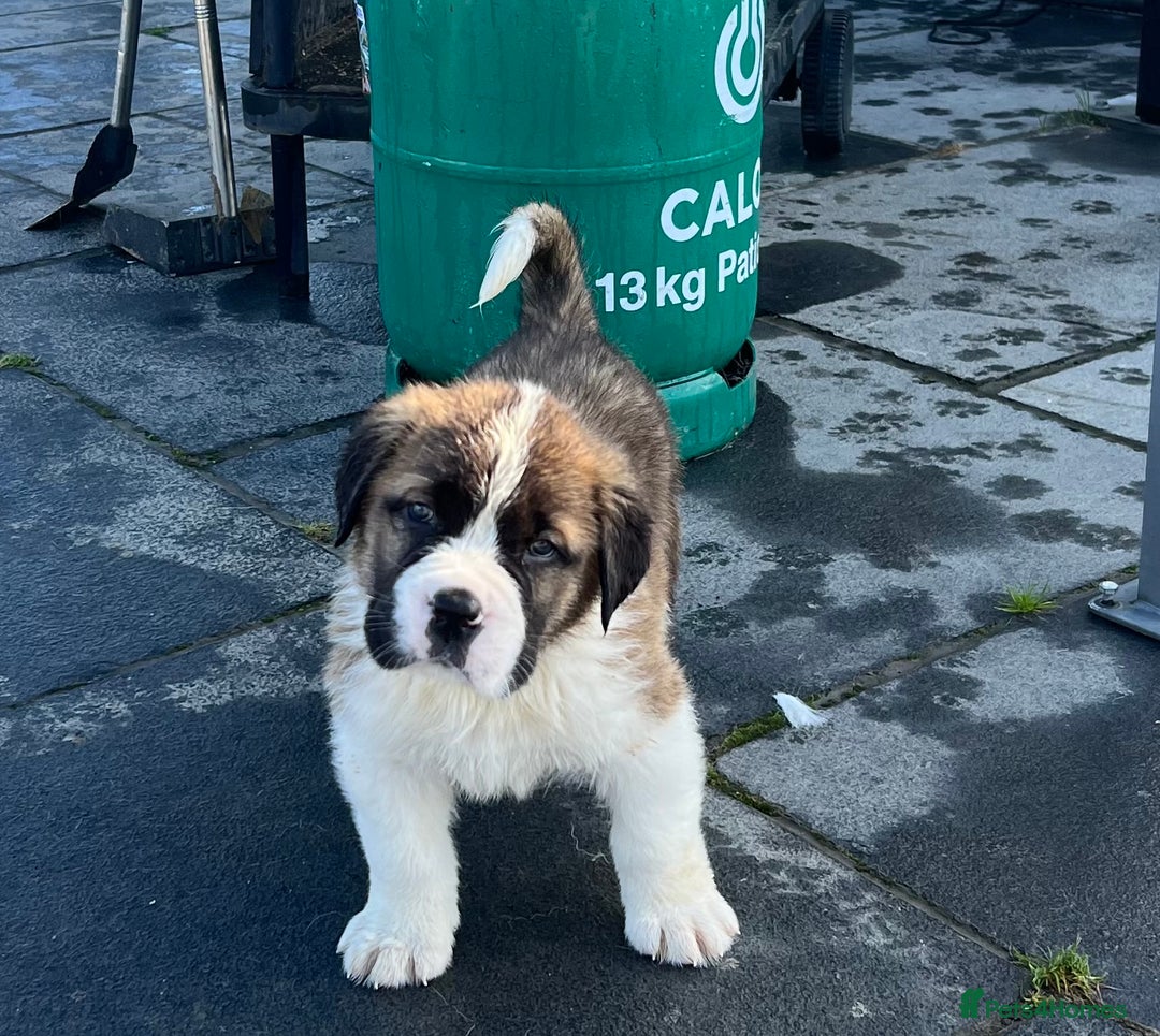 Saint Bernard dogs for sale: KC Registered St. Bernards For Sale! - Image 39