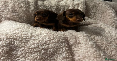 Miniature Dachshund dogs - Advert 9