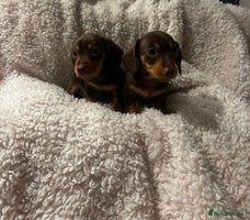 Miniature Dachshund dogs - Advert 9