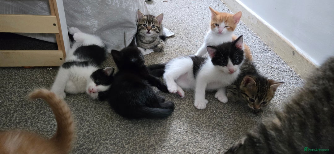 Mixed Breed cats for sale: 7 beautiful babies, 2 black/white are polydactyl  - Image 8