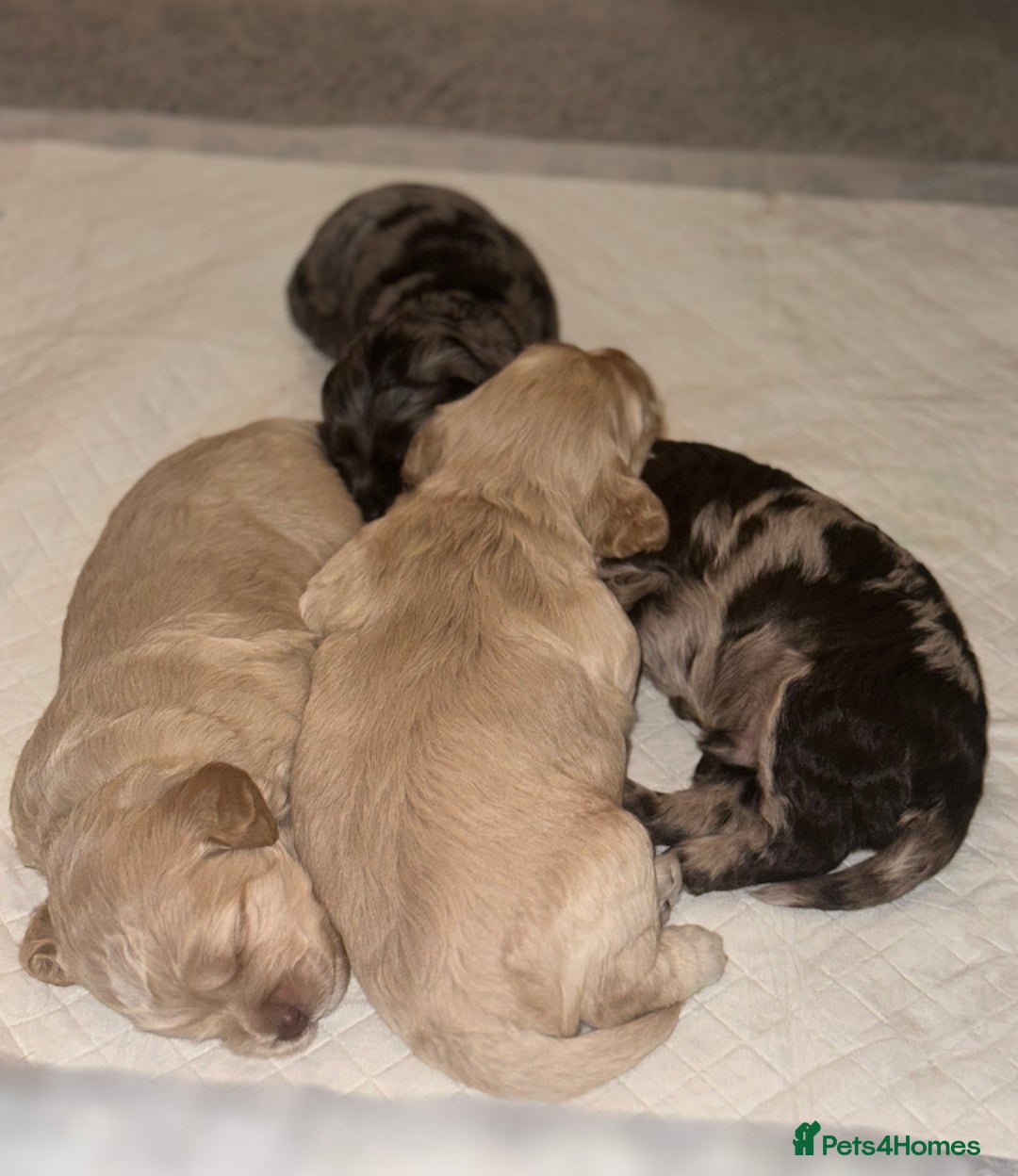 Cockapoo dogs for sale: F1 Miniature Cockapoo.   - Advert 2