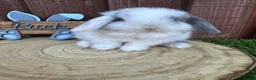 Mini Lop rabbits for sale: 🥰😍Stunning purebred mini lops ready to reserve  - Advert 30