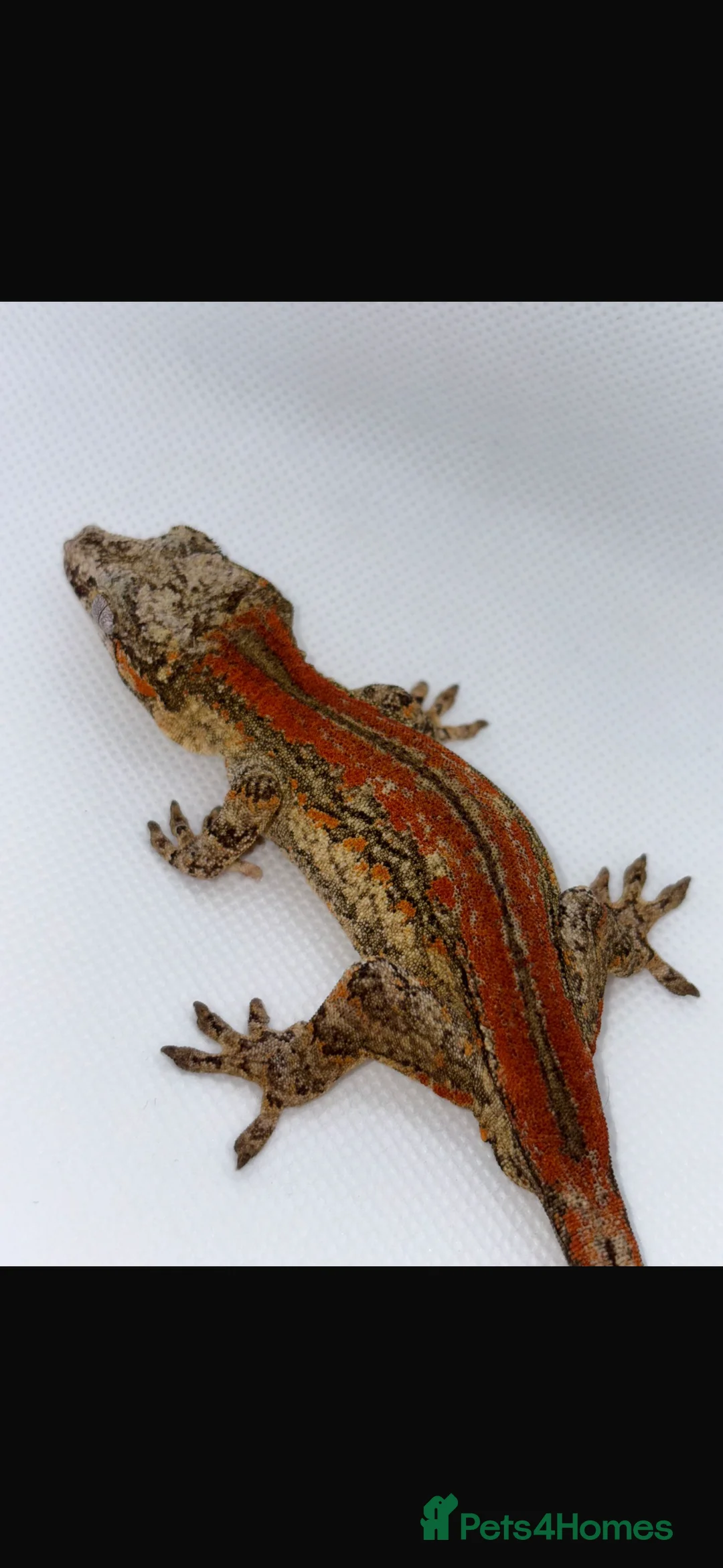 Gecko reptiles for sale: Gargoyle Geckos - Advert 2