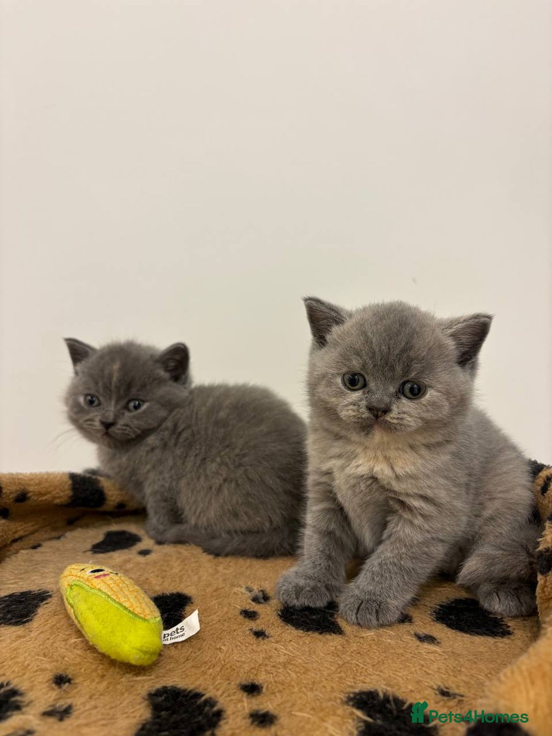 British Shorthair cats for sale: Amazing Cream and Blue British Shorthair Kittens - Advert 5