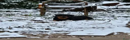 Rottweiler dogs for stud: 4 year old male rottweiler for stud in Leyland - Advert 5
