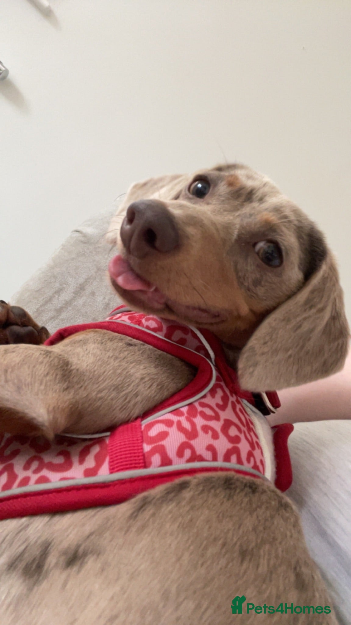 Dachshund dogs Poppy the dachshund 🐶  - Advert 1