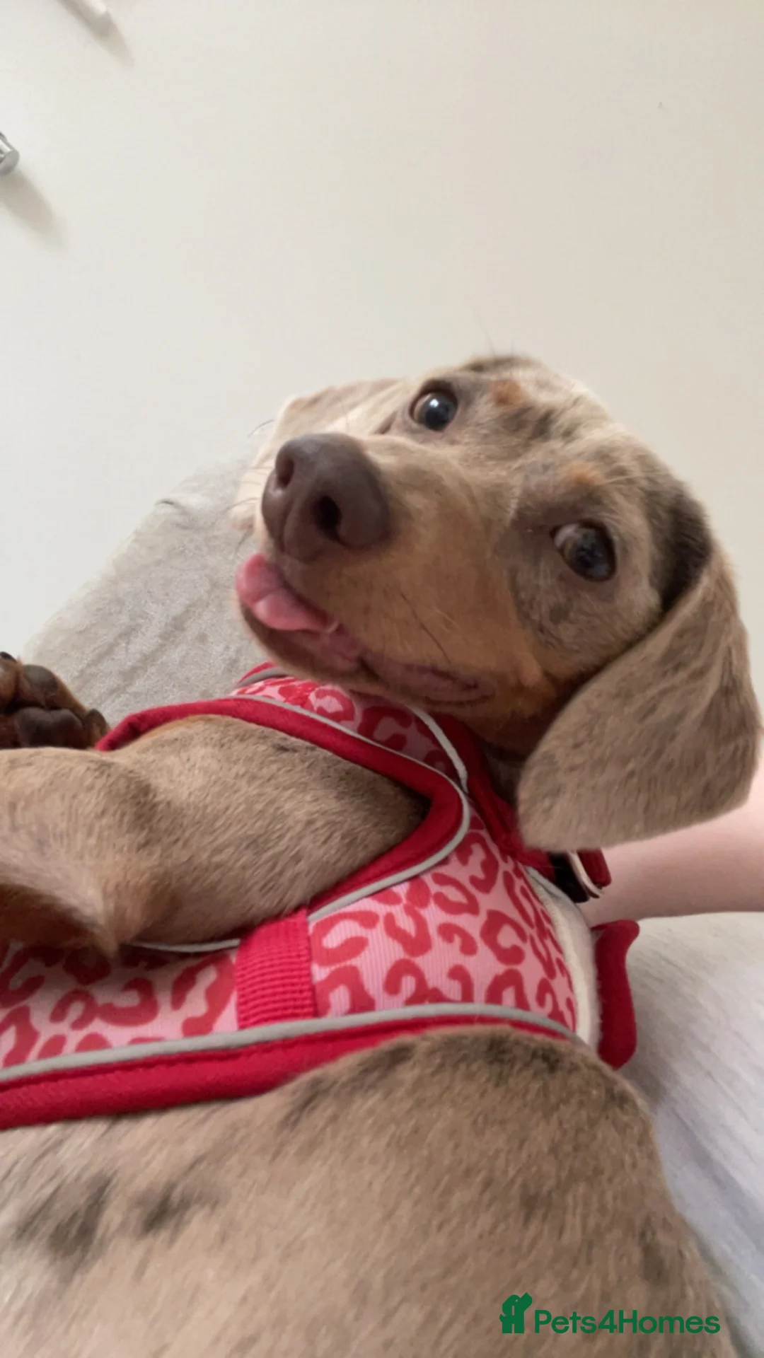 Dachshund dogs for sale: Poppy the dachshund 🐶  - Advert 1