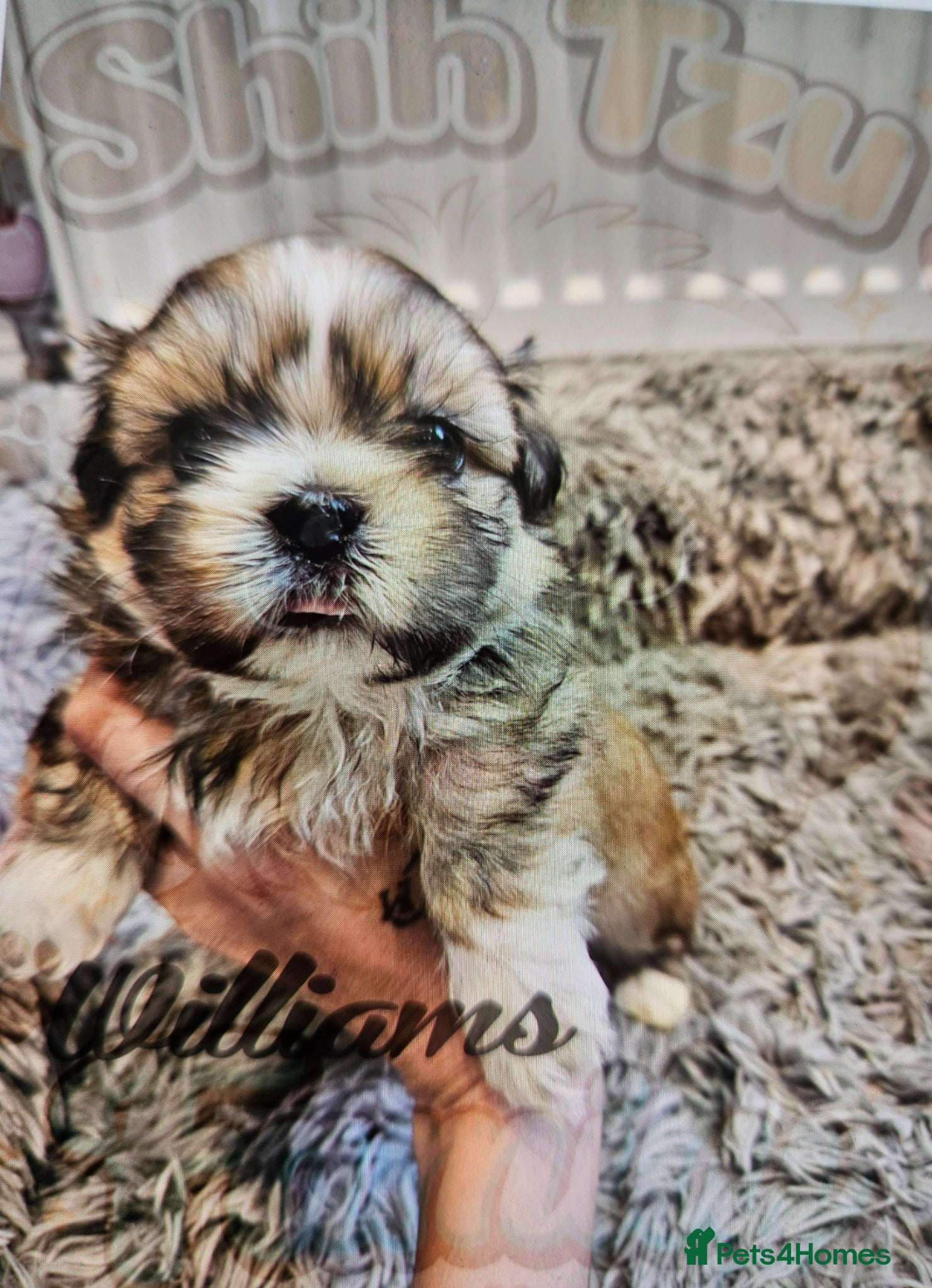 Shih Tzu dogs 💙💙Stunning last 2 Shih Tzu 💙💙 - Advert 11