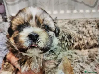 Shih Tzu dogs 💙💙Stunning last 2 Shih Tzu 💙💙 - Advert 11