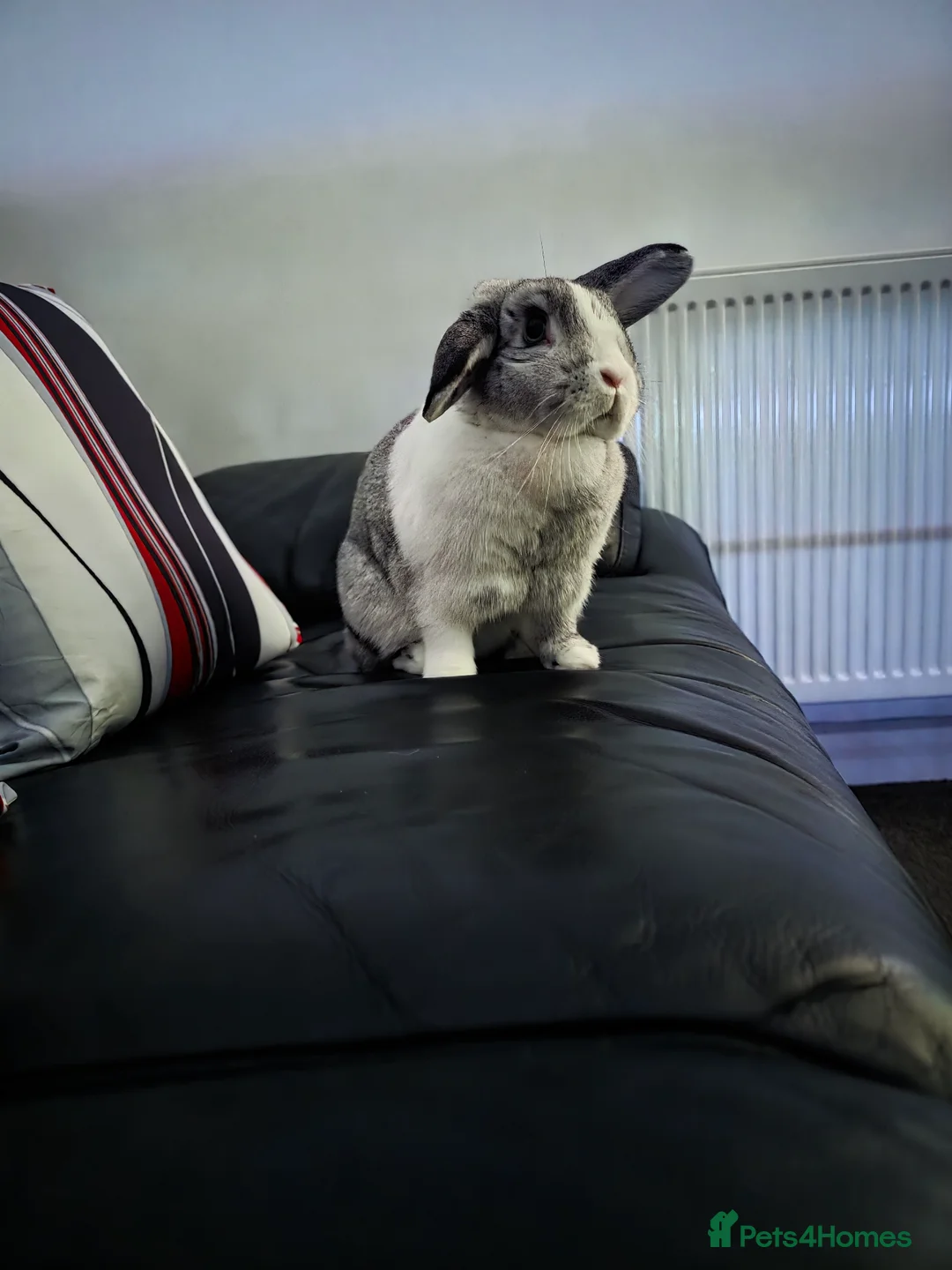 Mini Lop rabbits for sale: Miss Floppy - Advert 12