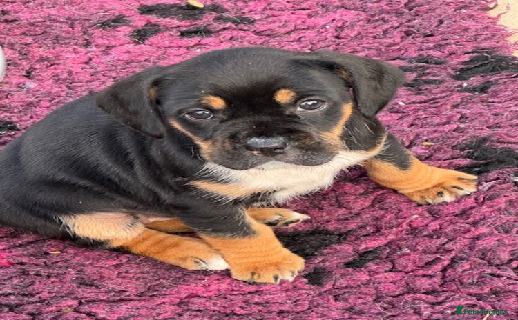 Mixed Breed dogs - Advert 2