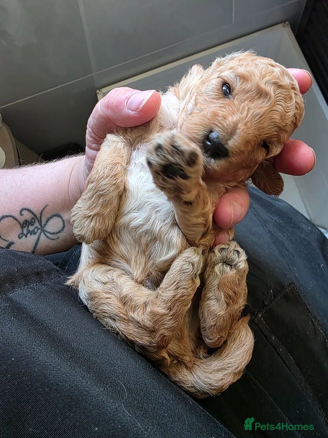 Toy Poodle dogs for sale: Gorgeous boy - Advert 5