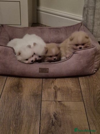 Pomeranian dogs - Advert 6
