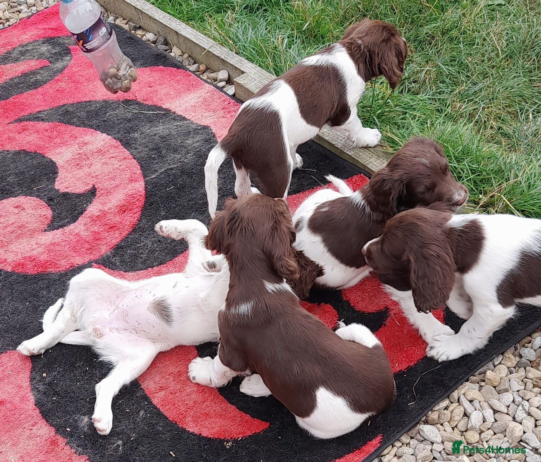 English Springer Spaniel dogs Gorgeous English Springer Spaniels Puppies - Advert 1