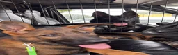 German Shepherd dogs for sale: Working Line GSD × Belgian Puppies – Ready Now - Advert 27
