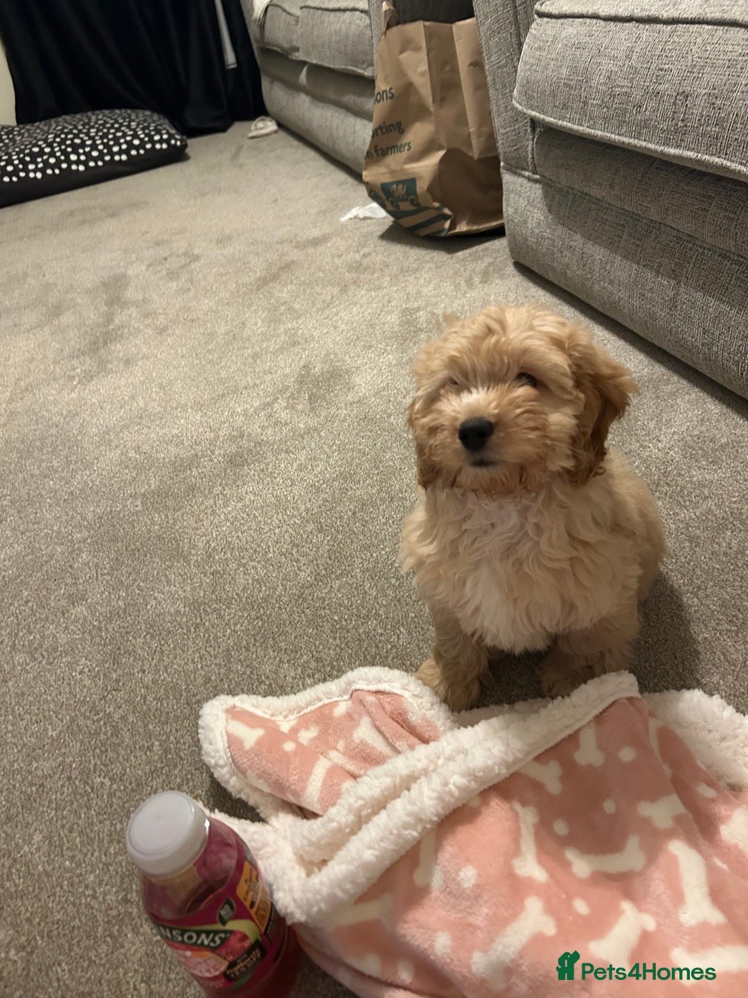 Cockapoo dogs for sale: 4 month old female Cockapoo  - Advert 12